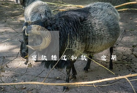 贷款错过扣款 逾期 贷款错过扣款 逾期